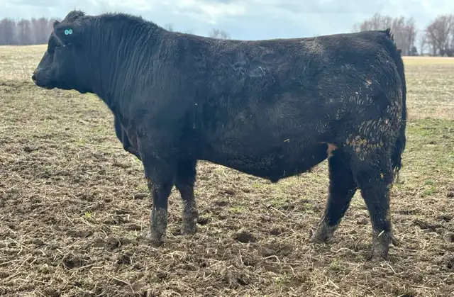 SimmAngus Bull FOR SALE