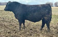 SimmAngus Bull FOR SALE