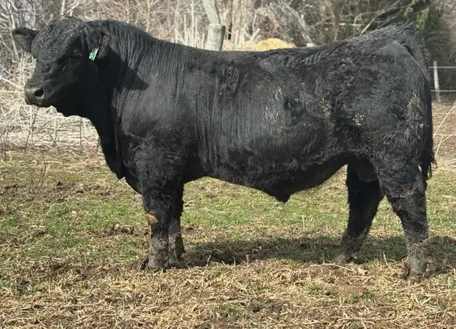 Simmental Bull FOR SALE