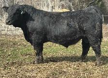 Simmental Bull FOR SALE