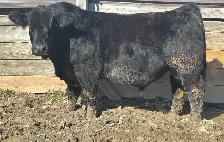 2yr old Blk Simmental Bull