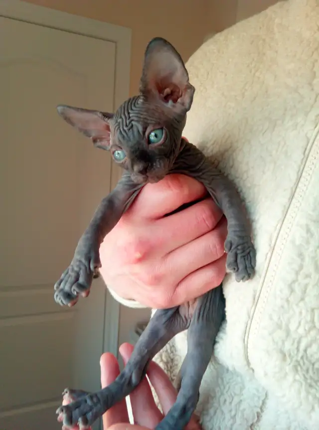 Sphynx Kittens Available for Reservation