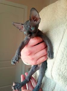 Sphynx Kittens Available for Reservation
