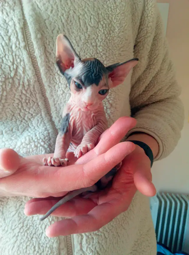 Sphynx Kittens Available for Reservation - Photo 2