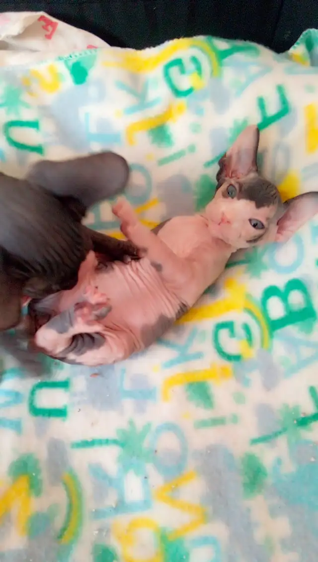 Sphynx Kittens Available for Reservation - Photo 3