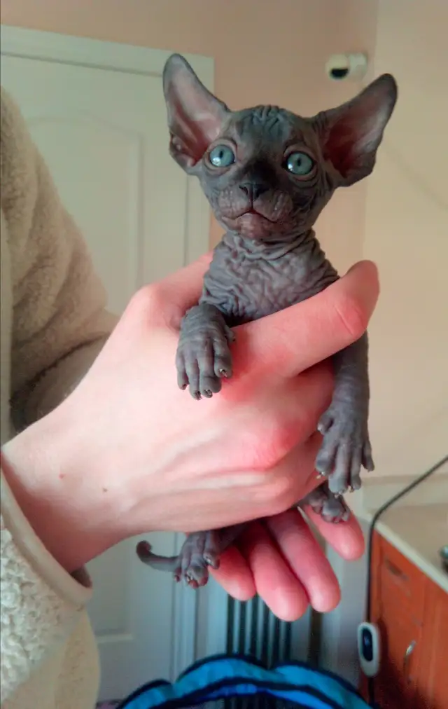 Sphynx Kittens Available for Reservation - Photo 4