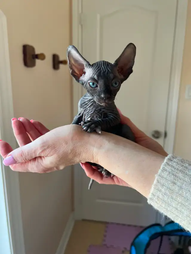 Sphynx Kittens Available for Reservation - Photo 5