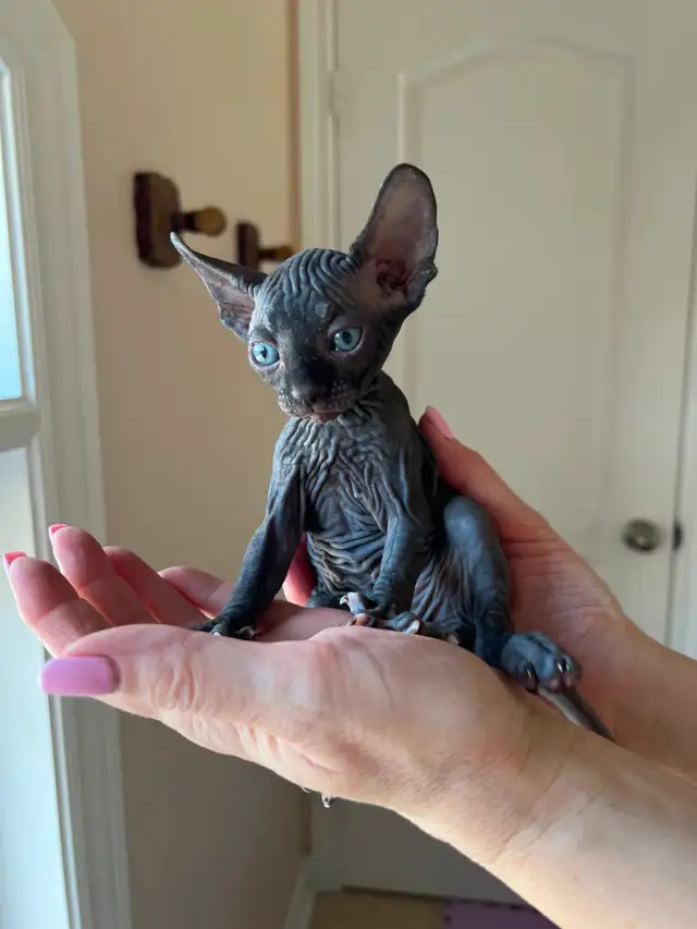 Sphynx Kittens Available for Reservation - Photo 6