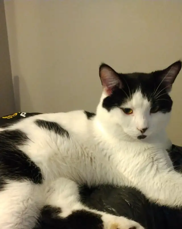 3 TEENAGE &5 MONTH OLD KITTEN & CATS. VERY AFFECTIONATE.ONLY $75