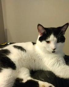 3 TEENAGE &5 MONTH OLD KITTEN & CATS. VERY AFFECTIONATE.ONLY $75