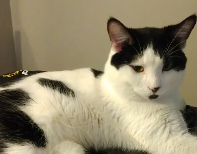 3 TEENAGE &5 MONTH OLD KITTEN & CATS. VERY AFFECTIONATE.ONLY $75 - Photo 2