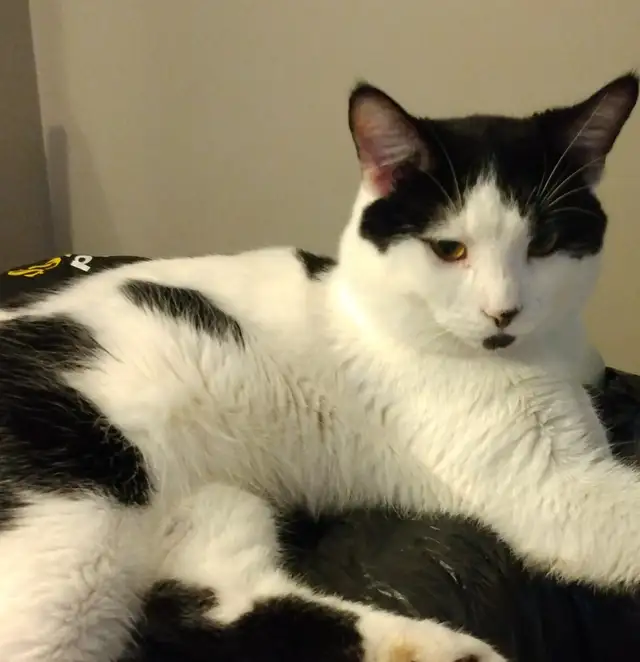 3 TEENAGE &5 MONTH OLD KITTEN & CATS. VERY AFFECTIONATE.ONLY $75 - Photo 3