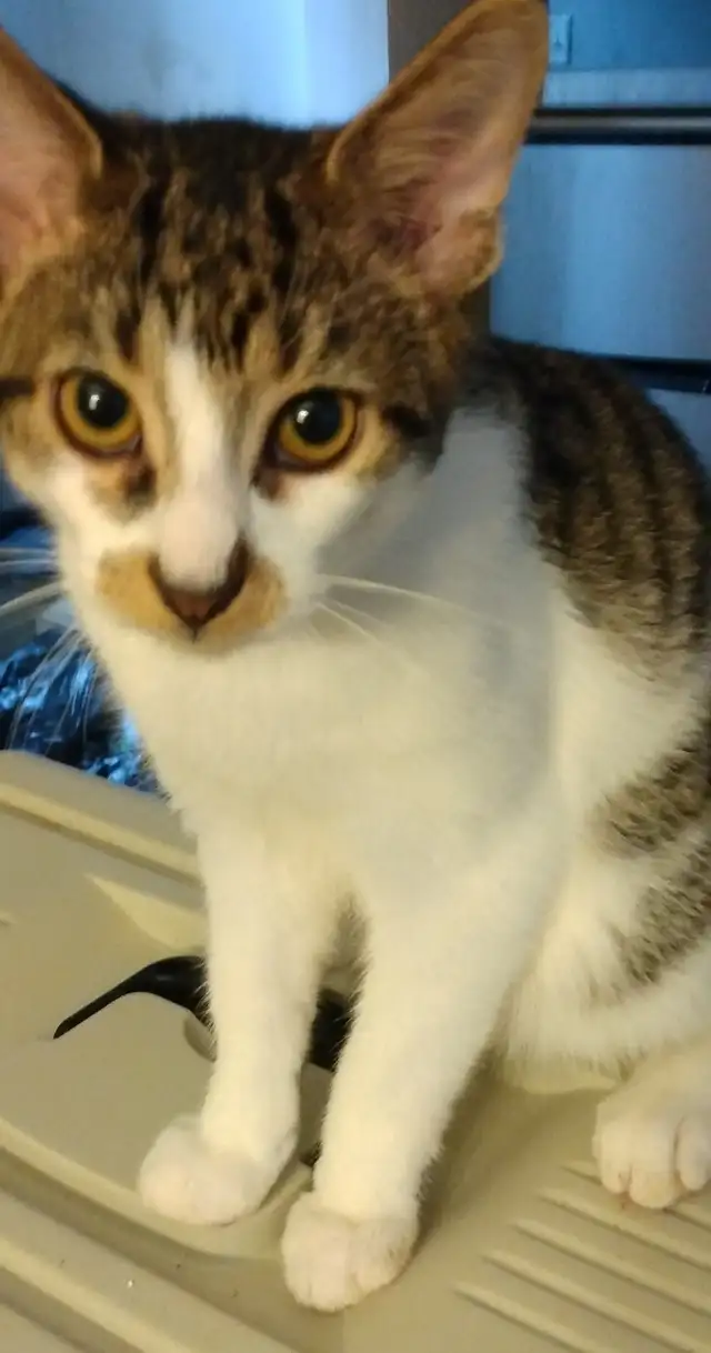 3 TEENAGE &5 MONTH OLD KITTEN & CATS. VERY AFFECTIONATE.ONLY $75 - Photo 4