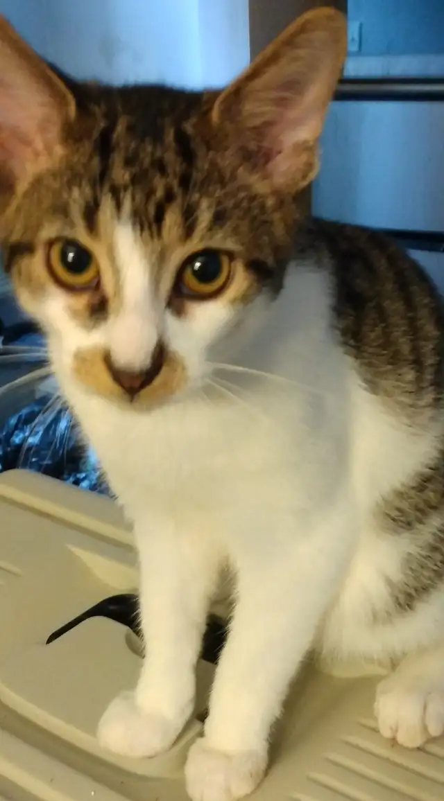 3 TEENAGE &5 MONTH OLD KITTEN & CATS. VERY AFFECTIONATE.ONLY $75 - Photo 5