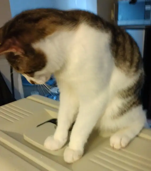 3 TEENAGE &5 MONTH OLD KITTEN & CATS. VERY AFFECTIONATE.ONLY $75 - Photo 6