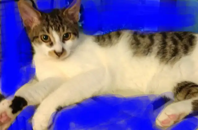 3 TEENAGE &5 MONTH OLD KITTEN & CATS. VERY AFFECTIONATE.ONLY $75 - Photo 7