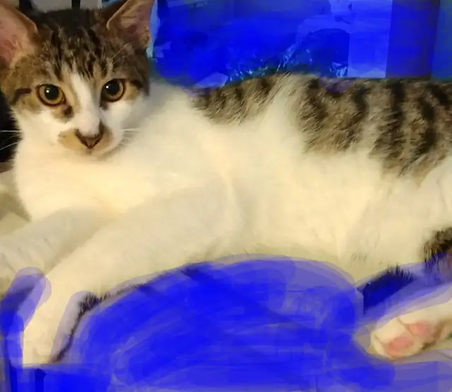 3 TEENAGE &5 MONTH OLD KITTEN & CATS. VERY AFFECTIONATE.ONLY $75 - Photo 8