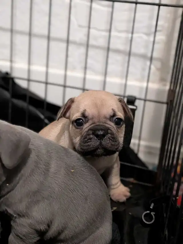 chunky French Bulldog puppies