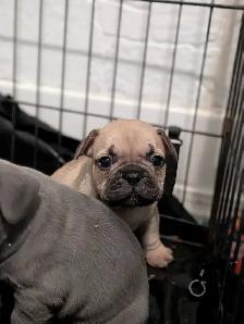 chunky French Bulldog puppies