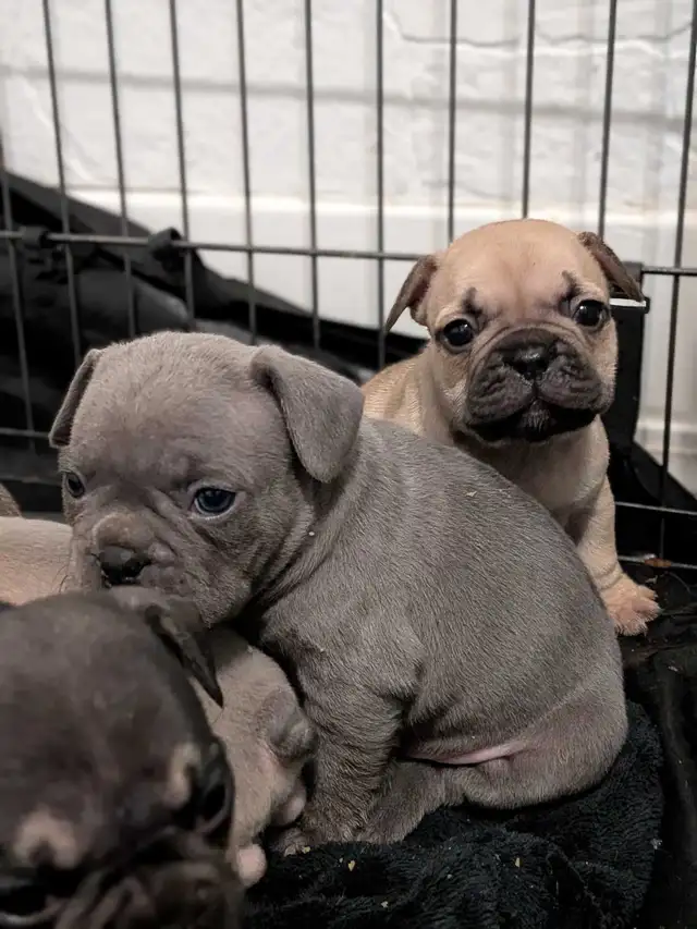 chunky French Bulldog puppies - Photo 2