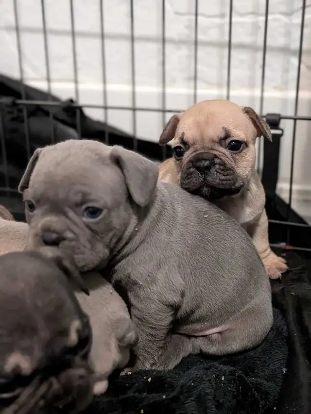 chunky French Bulldog puppies - Photo 3