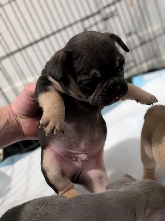 chunky French Bulldog puppies - Photo 4