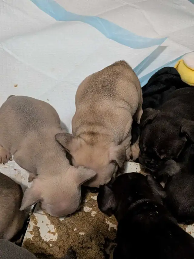 chunky French Bulldog puppies - Photo 5