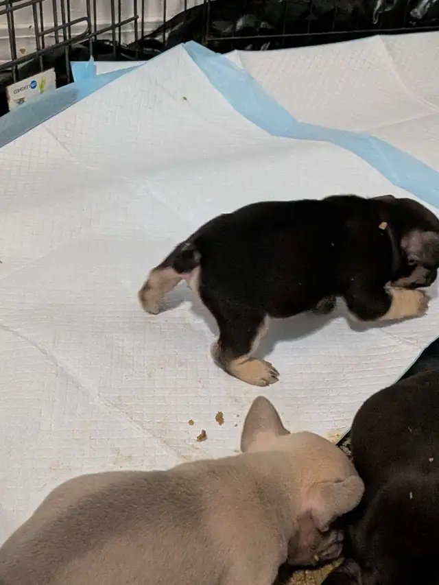 chunky French Bulldog puppies - Photo 6