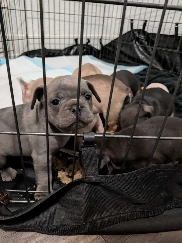 chunky French Bulldog puppies - Photo 7