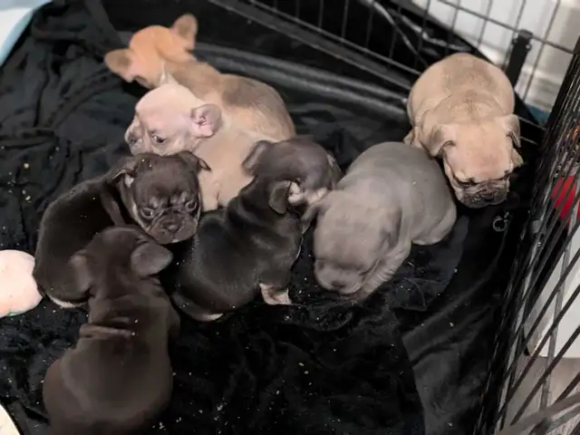 chunky French Bulldog puppies - Photo 8
