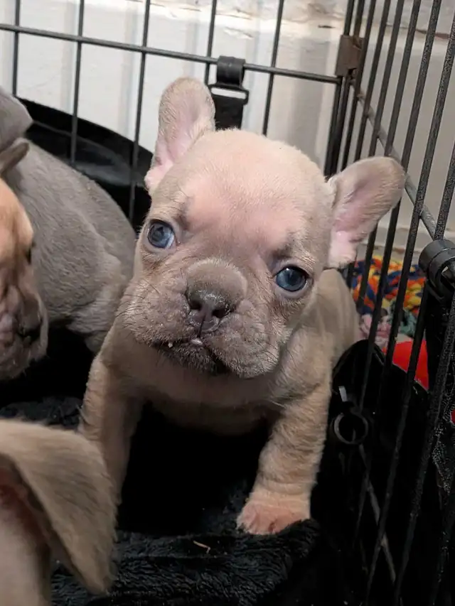chunky French Bulldog puppies - Photo 9