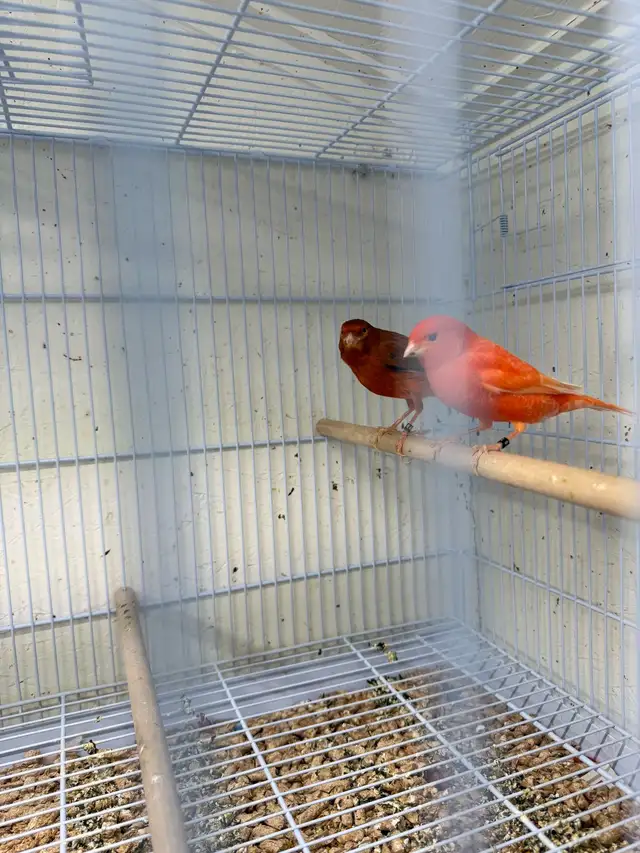 red factor male - Photo 2