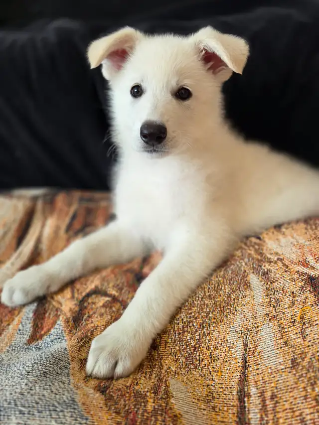 White Shepherd Puppy/ Chiot Berger Blanc