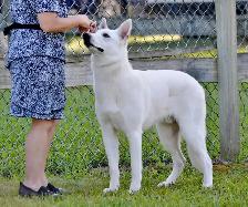 White Shepherd Puppy/ Chiot Berger Blanc - Photo 3