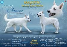 White Shepherd Puppy/ Chiot Berger Blanc - Photo 4