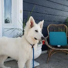 White Shepherd Puppy/ Chiot Berger Blanc - Photo 5