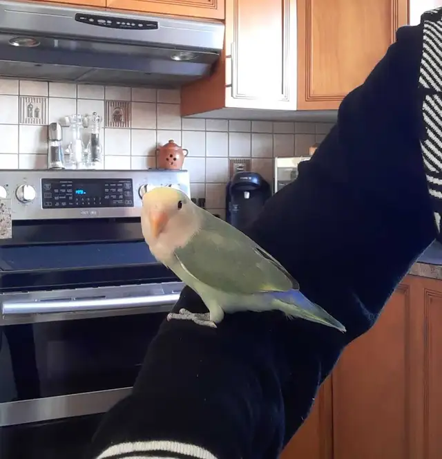 beau bébé inséparable roseicollis nourrit à la main - Photo 2