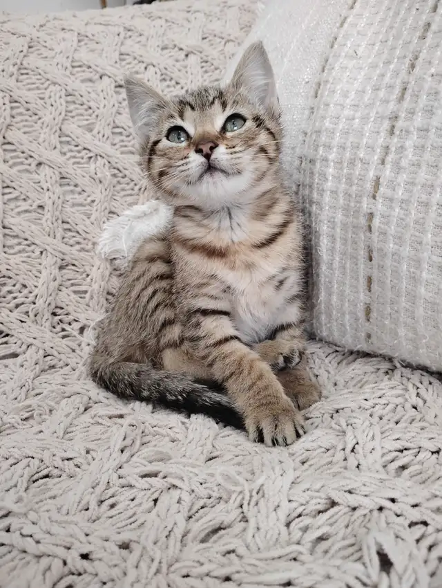 Chaton Bengal hypoallergénique