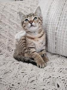 Chaton Bengal hypoallergénique