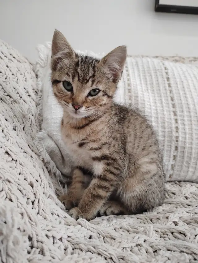 Chaton Bengal hypoallergénique - Photo 4