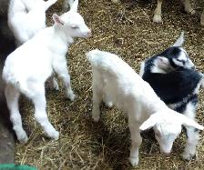 Bébés chèvres (femelles) à vendre 3-5 jours - Photo 2