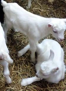 Bébés chèvres (femelles) à vendre 3-5 jours - Photo 3