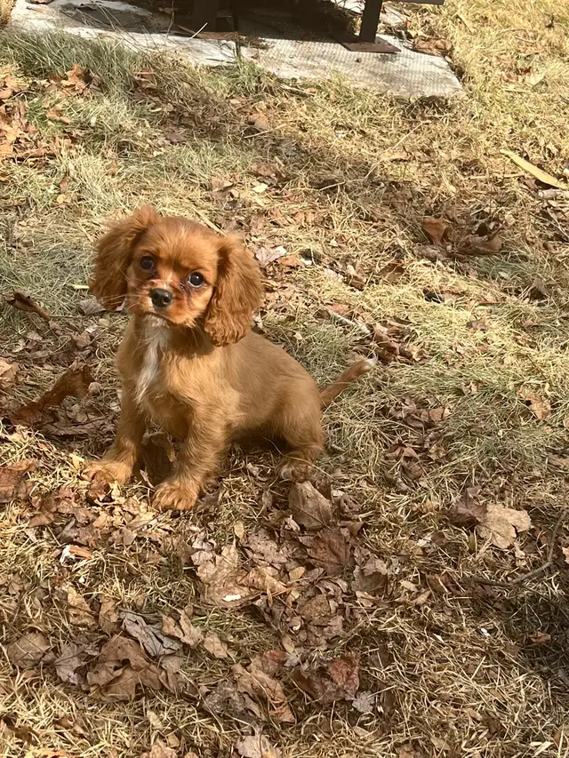 cavalier King Charles