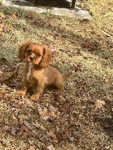 cavalier King Charles