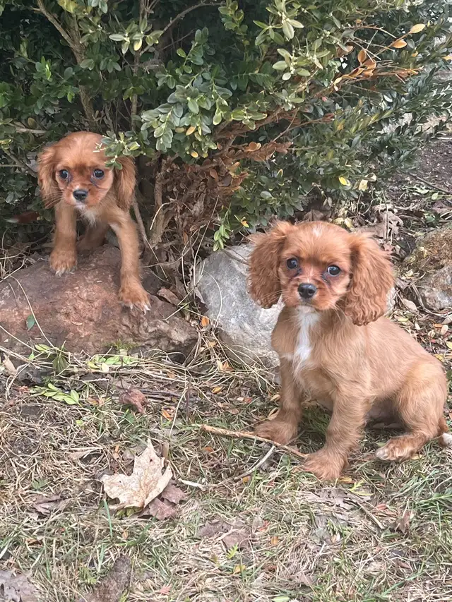 cavalier King Charles - Photo 2
