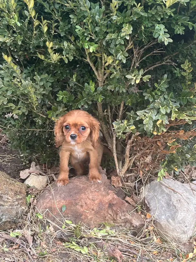 cavalier King Charles - Photo 3