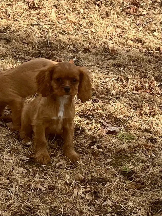 cavalier King Charles - Photo 4