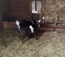 Nigerian Dwarf Buckling