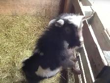 Nigerian Dwarf Buckling - Photo 3