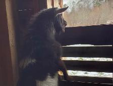 Nigerian Dwarf Buckling - Photo 5